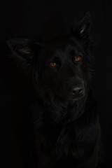 black shiny dog walks in nature