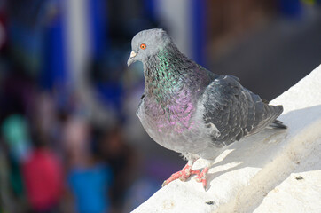 A pigeon standing in balcony looking to the street. Rock dove or common pigeon.