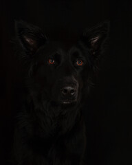 black shiny dog walks in nature