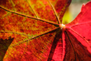 vi&ntilde;a des pou de Sa Carrera, Celler Mesquida-Mora, Porreres, Mallorca, balearic islands, Spain