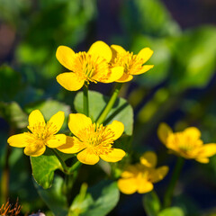 Arctic flowers close up tundra view, Barents sea.