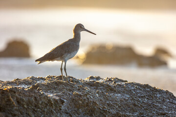 bird on the beach