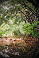 Natural landscape in the forest, trees, river and reflections