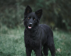 black shiny dog walks in nature