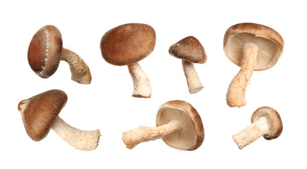 Set of fresh shiitake mushrooms on white background. Banner design