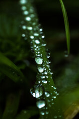 Fototapeta na wymiar Macrophoto of dew on a grass leaf