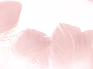 Beautiful abstract light pink feathers on white background,  white feather frame texture on pink...