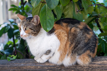 Abandoned domestic shorthaired cat breed, tricolored, female