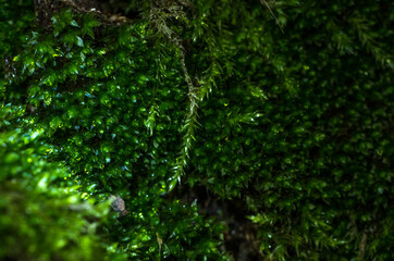 Obraz premium Macro photo of green moss 