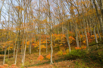 安曇野市　ケヤキの森のもみじの紅葉