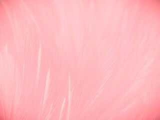 Beautiful abstract light pink feathers on white background,  white feather frame texture on pink pattern and pink background, love theme wallpaper and valentines day