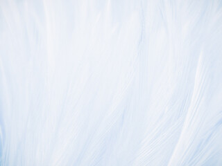 Beautiful abstract blue feathers on white background and soft white feather texture on blue pattern and blue background, feather background, blue theme valentines day