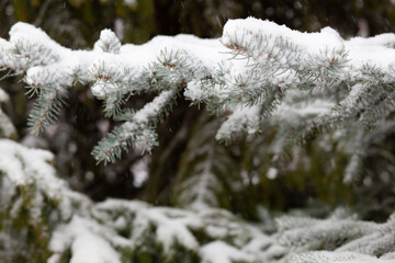 On a white background of the sky on the fir branches there is snow for the new year.