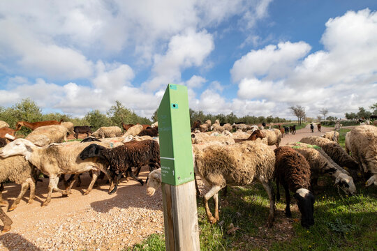pastor con su reba&ntilde;o, Campo de Criptana, provincia de Ciudad Real, Castilla-La Mancha, Spain