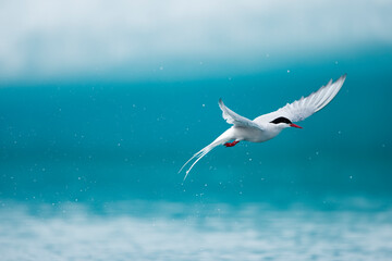 Arctic Tern, Skaftafell National Park, Iceland