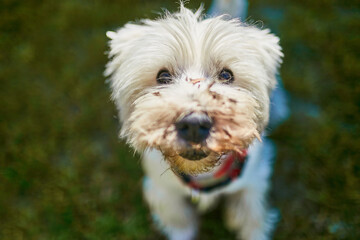 White dog with a dirty muzzle. Selective focus and blurred background