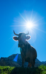VACA - COW, Bejes village, Cillórigo de Liébana, Liébana Valley, Cantabria, Spain, Europe