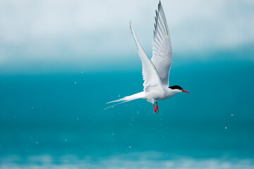 Arctic Terns, Skaftafell National Park, Iceland
