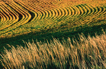 428-81 Grain Rows