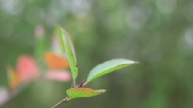 sapling of chokeberry young tree with green leaves waves on light wind in garden blurred background