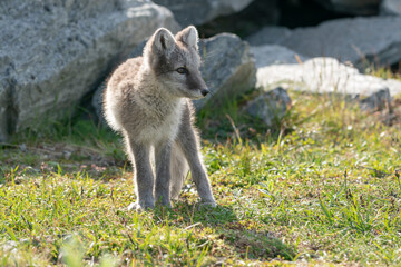 Arctic fox