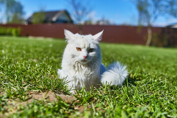 Naklejka na ściany i meble White cat sits on green grass in summer in the heat
