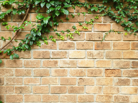 brick wall vintage background with leaves green Climber plant. frame for copy space and design