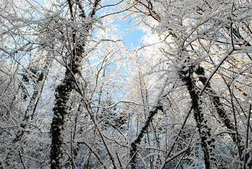 branches against blue sky