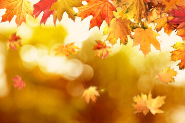 Naklejka na ściany i meble Beautiful colorful autumn leaves on blurred background