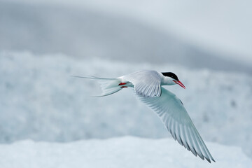 Obraz premium Arctic Terns, Skaftafell National Park, Iceland