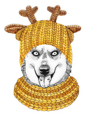 alaskan husky with gold knitted hat and scarf. Hand drawn illustration of dressed dog.