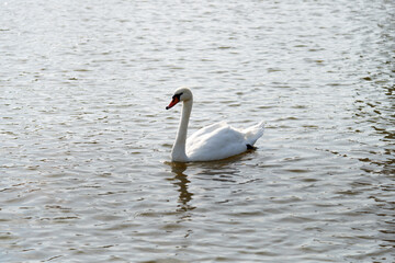 Mute Swan. Large white water bird. Floating on the lake