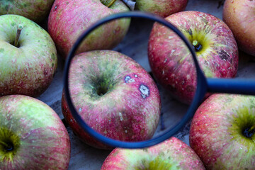 Apple magnified with a magnifying glass of bitter spot or bitter pit. Bitter pit is a disorder in...