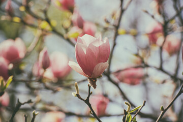 Magnolia spring flowers