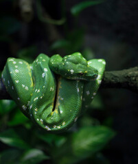 green tree python
