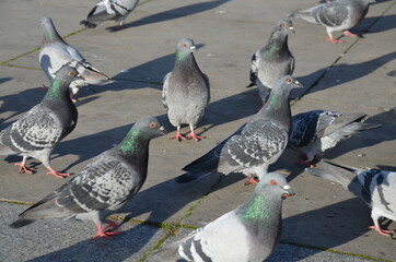 Fototapeta premium ptactwo, mewa, frajer, zwierzak, morski, plaza, charakter, biała, woda, dzika natura, oceanu, piach, belfer, niebo, ptactwo, pierze, fruwać, skrzydła, eskadra, flying, wybrzeze, swoboda, ptak morski, 