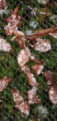 fallen brown leaves covered with snow