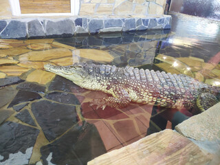 The crocodile in the aquarium stuck its head out of the water. Oceanarium