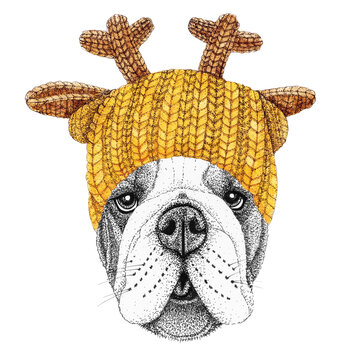 bulldog with yellow knitted hat and scarf. Hand drawn illustration of dressed dog.