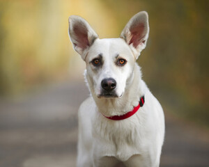 white dog for a walk