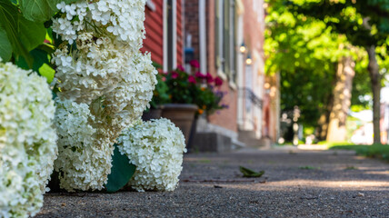 flowers in the garden