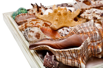 Seashells and starfish in a wooden frame isolated on a white background. 