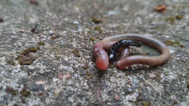 The Multi-legged Creator Attacked Earthworm.