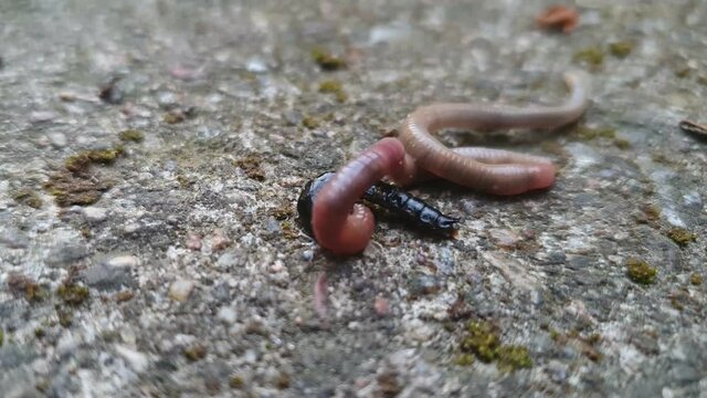 The Multi-legged Creature Attack the Earthworm with its Tentacles