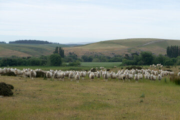 Fototapeta na wymiar Nieuw Zeeland - De rust van deze schapen is wedergekeerd, na een aantal zelfmoordpogingen omdat we er langs wilden