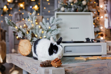 Little rabbit at Christmas on the background of a festively decorated room. A pet for Christmas....