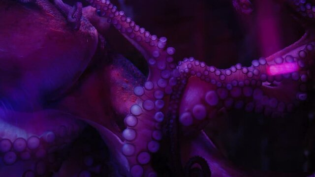 Octopus in an aquarium with its suckers stuck to the glass, moves around and stares at you. It's tentacles flow and move.