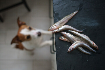 the dog eats fish. Pet in the kitchen indoors