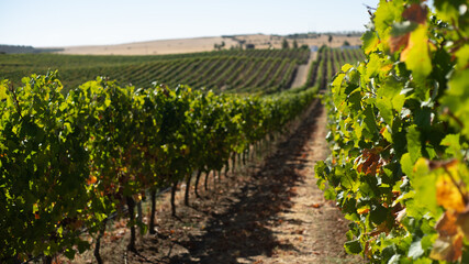 Obraz premium Vineyard in rural alentejo during the wine making season, picking grapes