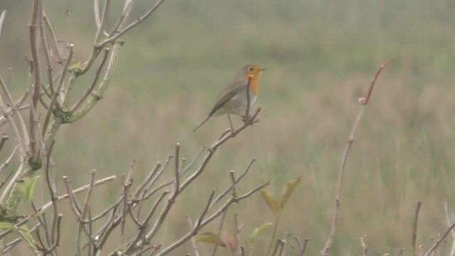 robin sitting on a branch while cheeping in the dutch polder. Steady shot